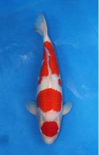 JP 614 - Maruten kohaku