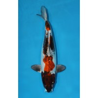 JP 257 - Kin kikokuryu