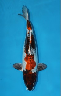 JP 257 - Kin kikokuryu