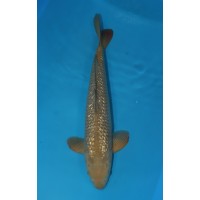 JP 278 - Gin rin chagoi