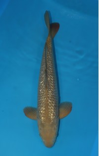 JP 278 - Gin rin chagoi