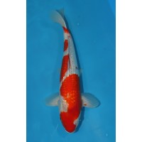 JP 293 - Gin rin goshiki