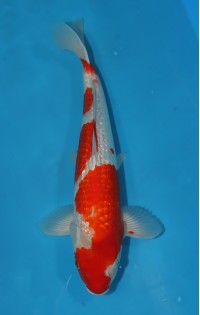 JP 293 - Gin rin goshiki