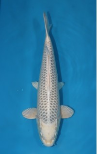 JP 277 - Mukashi ogon