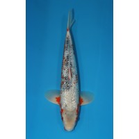 JP 282 - Gin rin asagi