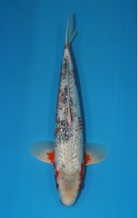 JP 282 - Gin rin asagi