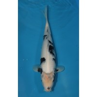 JP 262 - Shiro utsuri