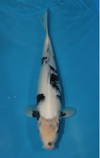 JP 262 - Shiro utsuri