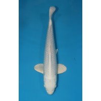 JP 248 - Gin rin platina