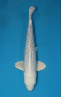 JP 248 - Gin rin platina