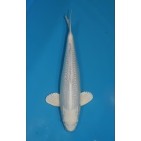 JP 244 - Gin rin platina