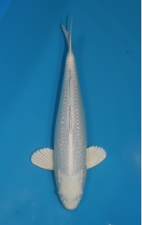 JP 244 - Gin rin platina