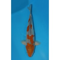 JP 274 - Doitsu ochiba