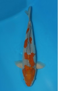 JP 274 - Doitsu ochiba