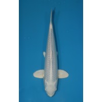 JP 307 - Gin rin platina