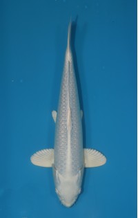 JP 307 - Gin rin platina