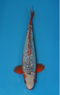 JP 252 - Gin rin asagi