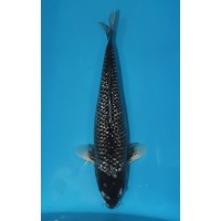 JP 256 - Black diamond