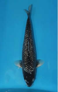 JP 256 - Black diamond