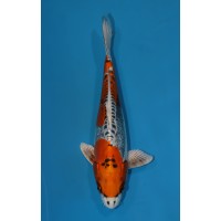 JP 074 - Kin kikokuryu