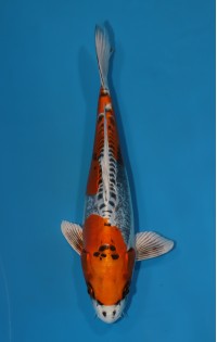 JP 074 - Kin kikokuryu