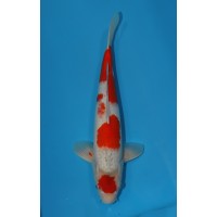 JP 272 - Maruten goshiki