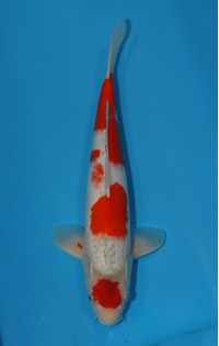 JP 272 - Maruten goshiki