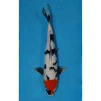 JP 280 - Tancho showa