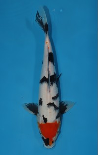 JP 280 - Tancho showa