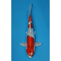 JP 291 - Doitsu kujaku