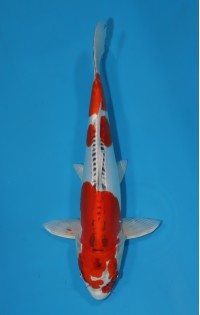 JP 291 - Doitsu kujaku