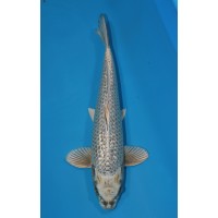 JP 083 - Gin rin kabuto