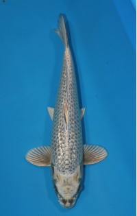 JP 083 - Gin rin kabuto