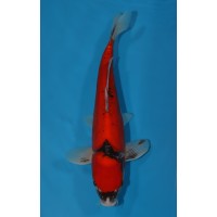 JP 284 - Doitsu goshiki