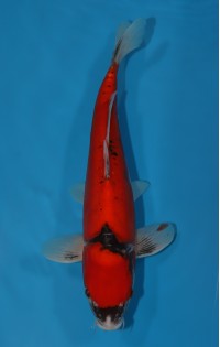 JP 284 - Doitsu goshiki