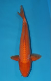 JP 109 - Doitsu red karashi