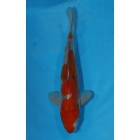 JP 077 - Doitsu ochiba