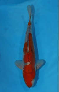 JP 077 - Doitsu ochiba