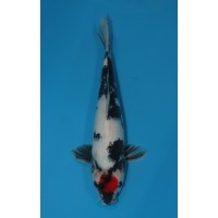 JP 080 - Tancho showa