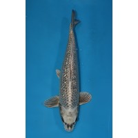 JP 273 - Gin rin kin kabuto