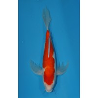 JP 289 - Long fin kohaku