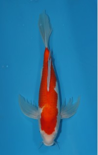 JP 289 - Long fin kohaku