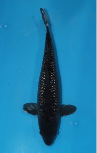 JP 251 - Black diamond