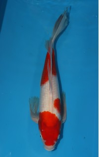 JP 286 - Long fin kohaku