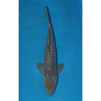 JP 261 - Gin rin soragoi