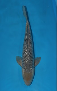 JP 261 - Gin rin soragoi