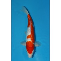 JP 024 - Gin rin kohaku