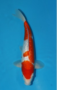 JP 024 - Gin rin kohaku