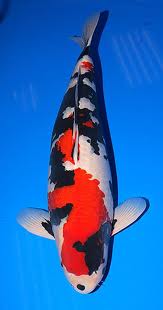 Sakura Showa Dainichi